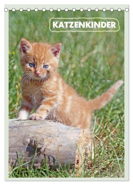 Katzenkinder (Tischkalender 2024 DIN A5 hoch), CALVENDO Monatskalender - Barbara Mielewczyk