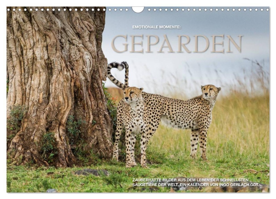 Emotionale Momente: Geparden (Wandkalender 2025 DIN A3 quer), CALVENDO Monatskalender - Ingo Gerlach GDT