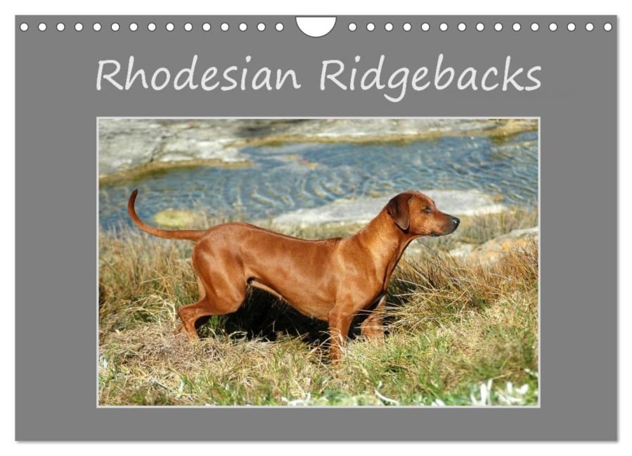 Rhodesian Ridgebacks (Wandkalender 2026 DIN A4 quer), CALVENDO Monatskalender - Anke van Wyk - www. germanpix. net