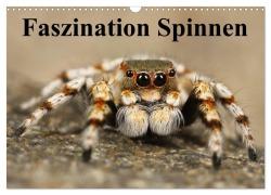 Faszination Spinnen (Wandkalender 2026 DIN A3 quer), CALVENDO Monatskalender - Elisabeth Stanzer