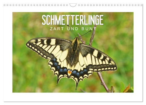Schmetterlinge: zart und bunt (Wandkalender 2024 DIN A3 quer), CALVENDO Monatskalender - Karl-Hermann Althaus
