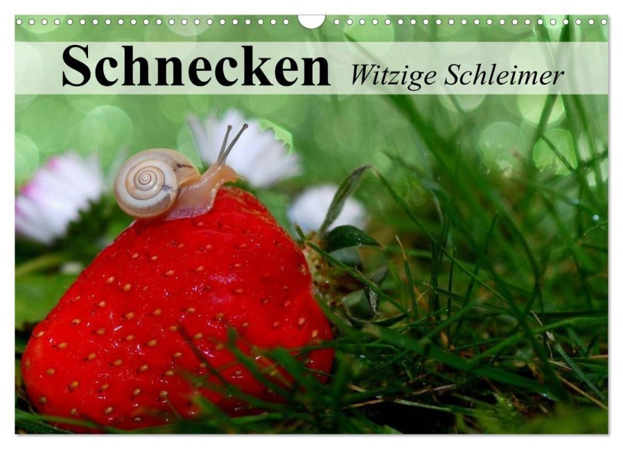 Schnecken. Witzige Schleimer (Wandkalender 2027 DIN A3 quer), CALVENDO Monatskalender - Elisabeth Stanzer