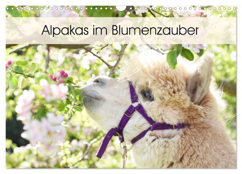 Alpakas im Blumenzauber (Wandkalender 2025 DIN A3 quer), CALVENDO Monatskalender - Heidi Rentschler
