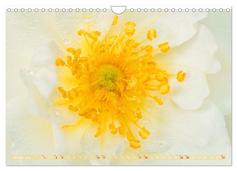 InsideView 6