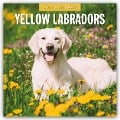 Yellow Labrador Retrievers - Gelber Labrador Retriever 2025 - 16-Monatskalender - 