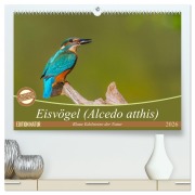 Eisvögel (Alcedo atthis) - Edelsteine der Natur (hochwertiger Premium Wandkalender 2026 DIN A2 quer), Kunstdruck in Hochglanz - Ursula Di Chito