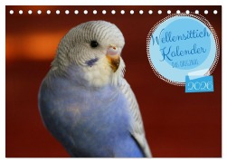 Cover-Bild zum Titel 'Wellensittichkalender! - Das Original (Tischkalender 2026 DIN A5 quer), CALVENDO Monatskalender' von 'Björn Bergmann'