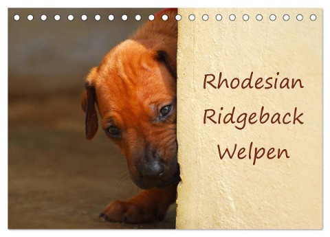 Rhodesian Ridgeback Welpen (Tischkalender 2025 DIN A5 quer), CALVENDO Monatskalender - Anke van Wyk