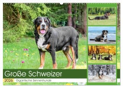 Cover-Bild zum Titel 'Große Schweizer - Gigantische Sennenhunde (Wandkalender 2026 DIN A2 quer), CALVENDO Monatskalender' von 'Jana K. Fotografie'