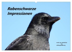 Rabenschwarze Impressionen - meike-ajo-dettlaff.de via wildvogelhlfe.org (Wandkalender 2026 DIN A2 quer), CALVENDO Monatskalender - Meike Ajo. Dettlaff