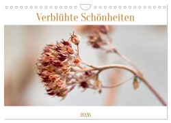 Cover-Bild zum Titel 'Verblühte Schönheiten (Wandkalender 2026 DIN A4 quer), CALVENDO Monatskalender' von 'Petra Spiess'
