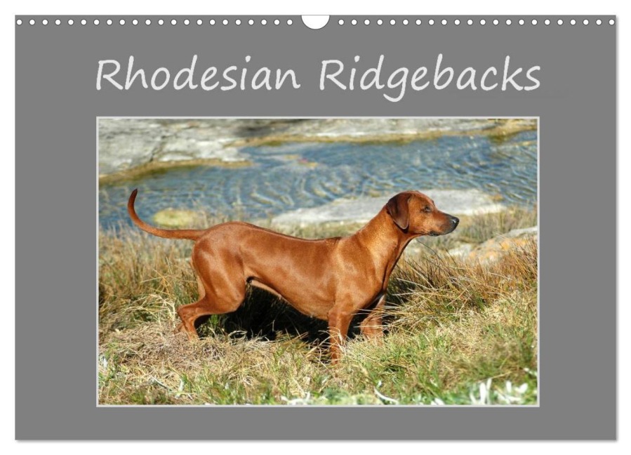 Rhodesian Ridgebacks (Wandkalender 2026 DIN A3 quer), CALVENDO Monatskalender - Anke van Wyk - www. germanpix. net