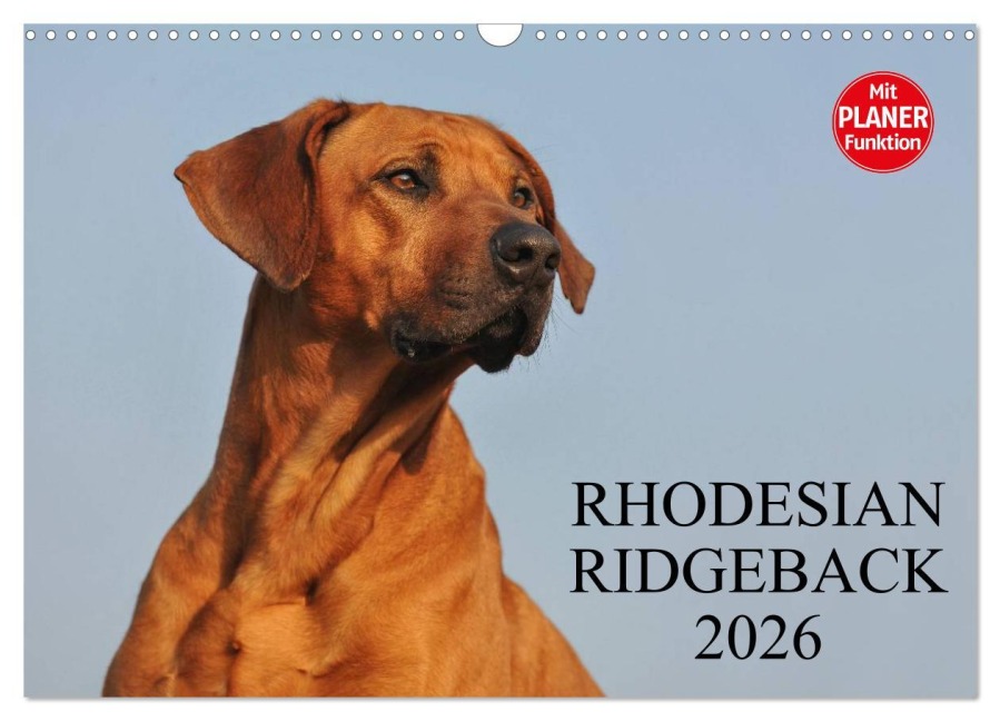 Rhodesian Ridgeback 2026 (Wandkalender 2026 DIN A3 quer), CALVENDO Monatskalender - Sigrid Starick