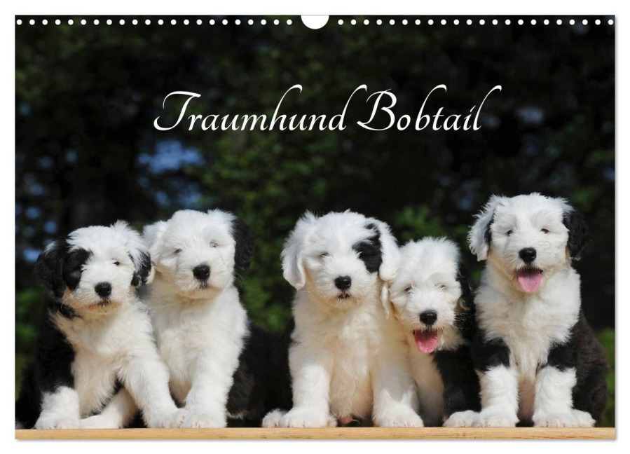 Traumhund Bobtail (Wandkalender 2026 DIN A3 quer), CALVENDO Monatskalender - Sigrid Starick