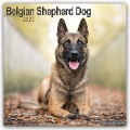 Belgian Shepherd Dog - Belgischer Schäferhund 2025 - 16-Monatskalender - Avonside Publishing