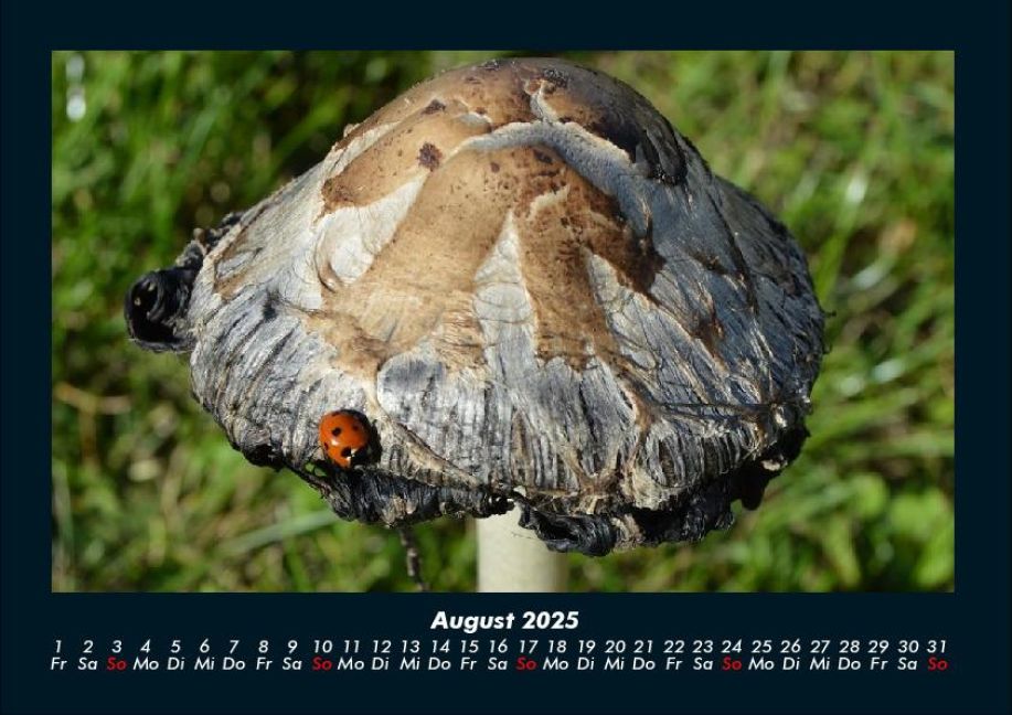 InsideView 12