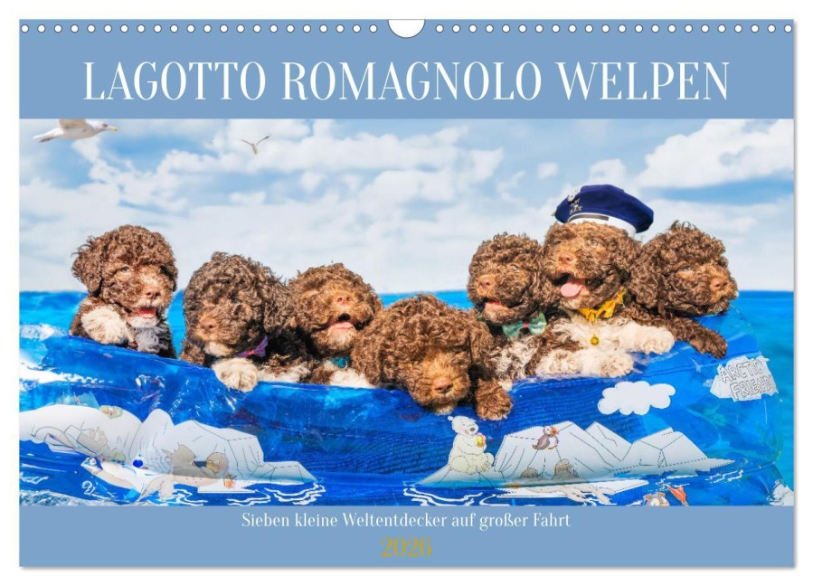Lagotto Romagnolo Welpen - Sieben kleine Weltentdecker auf großer Fahrt (Wandkalender 2026 DIN A3 quer), CALVENDO Monatskalender - Sigrid Starick