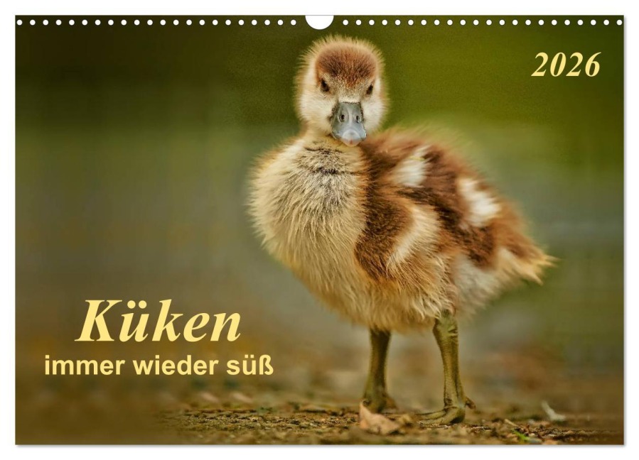Küken - immer wieder süß (Wandkalender 2026 DIN A3 quer), CALVENDO Monatskalender - Peter Roder
