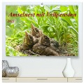 Amselnest mit Vollpension (hochwertiger Premium Wandkalender 2025 DIN A2 quer), Kunstdruck in Hochglanz - Kerstin Waurick