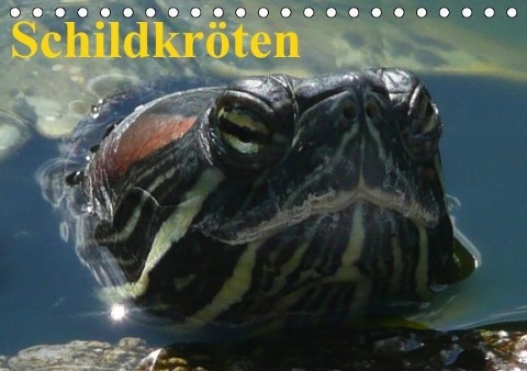 Schildkröten (Tischkalender immerwährend DIN A5 quer) - Elisabeth Stanzer