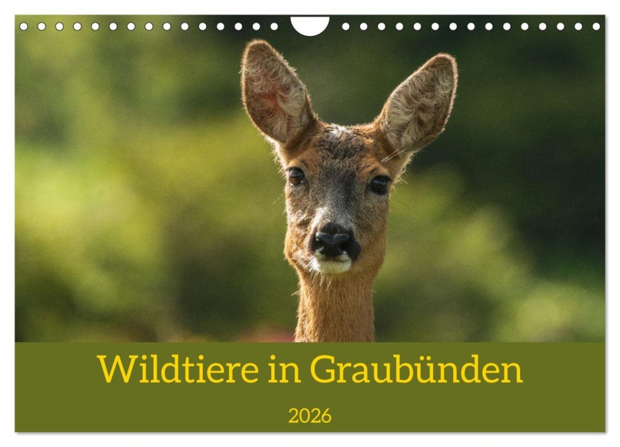 Wildtiere in Graubünden (Wandkalender 2026 DIN A4 quer), CALVENDO Monatskalender - Jürg Plattner