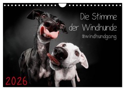 Die Stimme der Windhunde (Wandkalender 2026 DIN A4 quer), CALVENDO Monatskalender - Marcus Gier