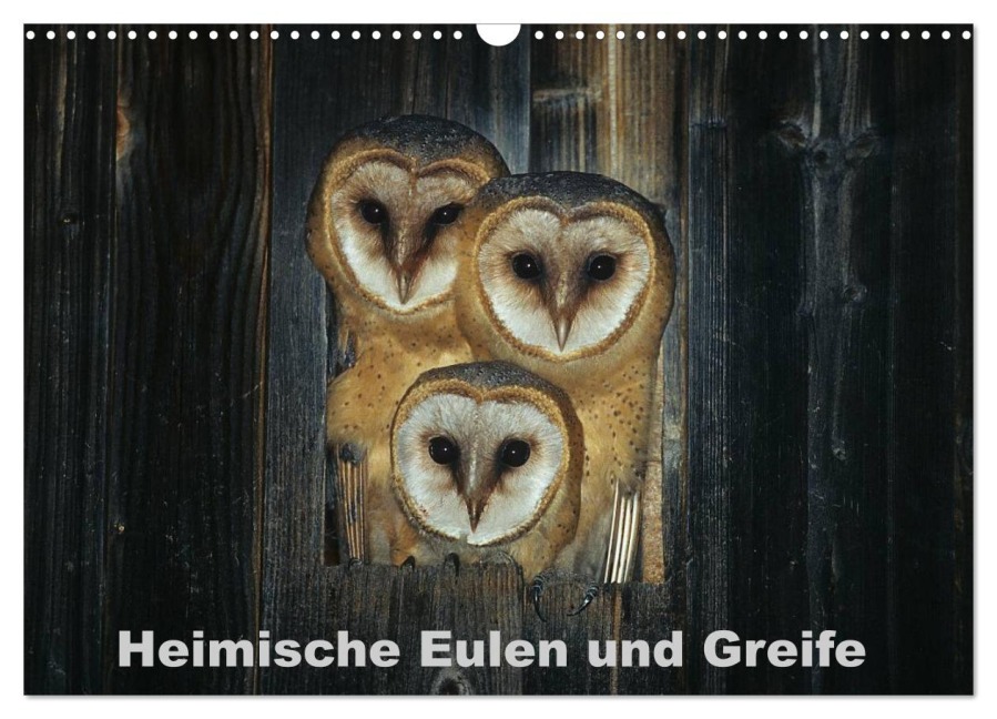 Heimische Eulen und Greife (Wandkalender 2026 DIN A3 quer), CALVENDO Monatskalender - Günter Bachmeier