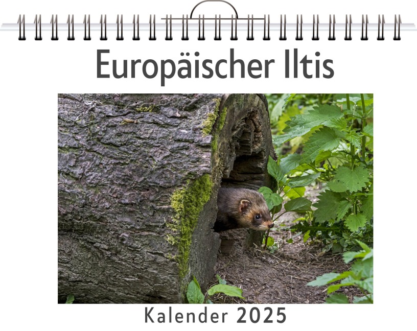 Europäischer Iltis - Emilia Hartmann