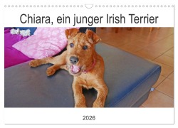 Cover-Bild zum Titel 'Chiara, ein junger Irish Terrier (Wandkalender 2026 DIN A3 quer), CALVENDO Monatskalender' von 'Claudia Schimon'