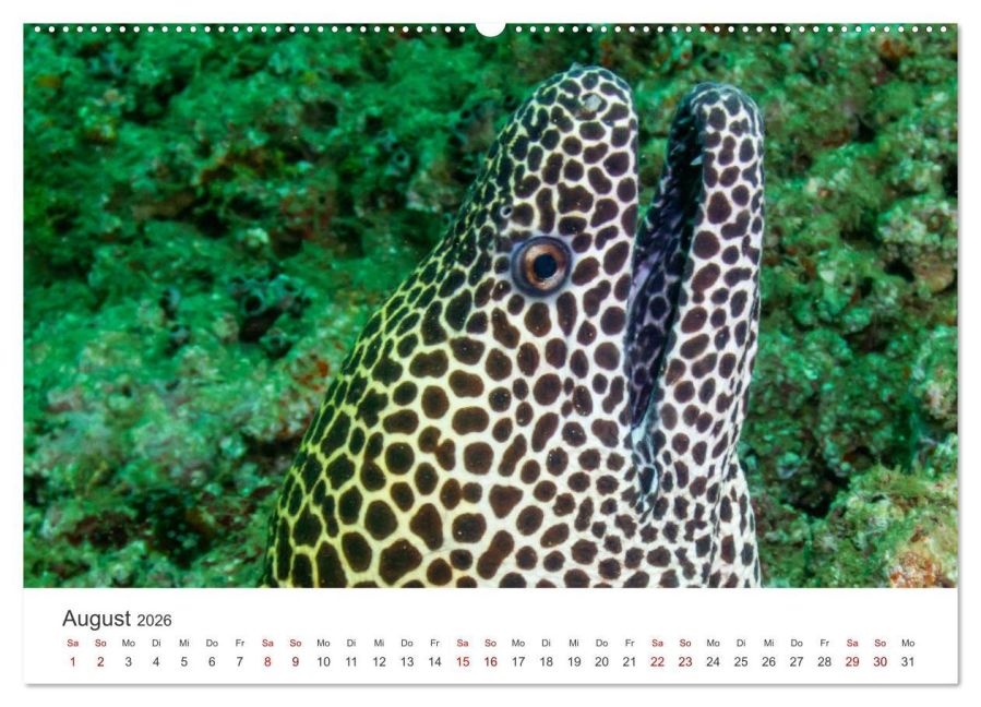 InsideView 12