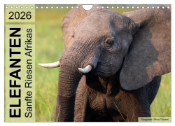 Cover-Bild zum Titel 'Elefanten - Sanfte Riesen Afrikas (Wandkalender 2026 DIN A4 quer), CALVENDO Monatskalender' von 'Silvia Trüssel'
