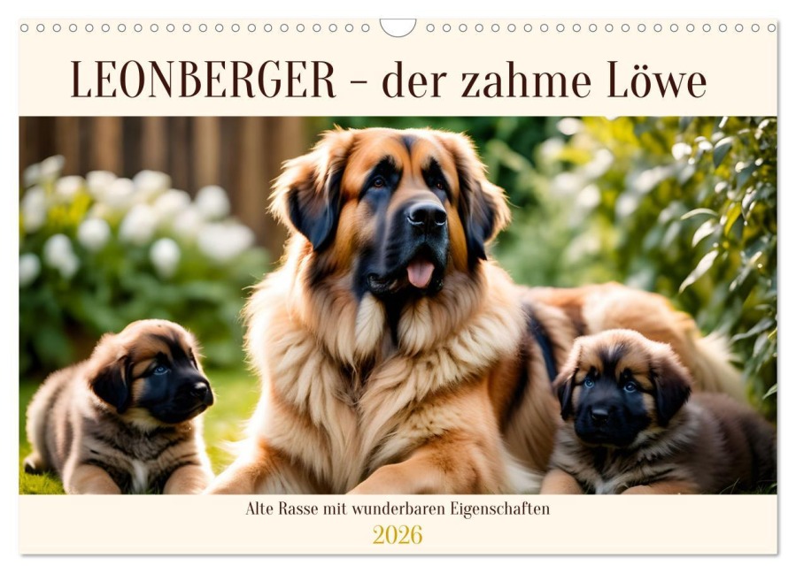 Leonberger - der zahme Löwe (Wandkalender 2026 DIN A3 quer), CALVENDO Monatskalender - Claudia Kleemann