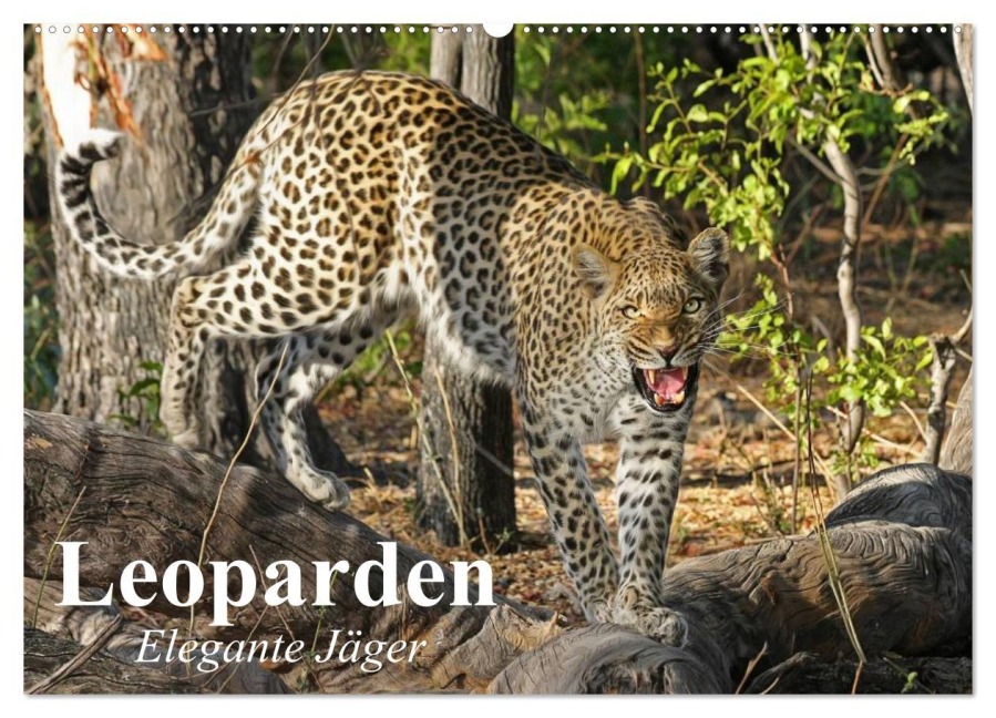 Leoparden. Elegante Jäger (Wandkalender 2026 DIN A2 quer), CALVENDO Monatskalender - Elisabeth Stanzer