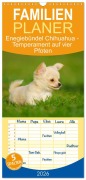 Familienplaner 2026 - Enegiebündel Chihuahua - Temperament auf vier Pfoten mit 5 Spalten (Wandkalender, 21 x 45 cm) CALVENDO - Sigrid Starick