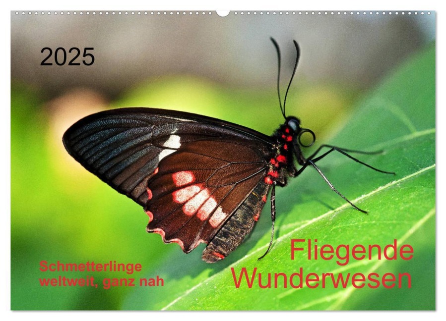 Fliegende Wunderwesen. Schmetterlinge weltweit, ganz nah (Wandkalender 2025 DIN A2 quer), CALVENDO Monatskalender - Thomas Zeidler