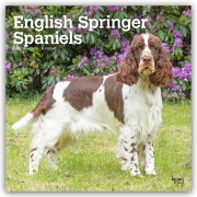 Cover-Bild zum Titel 'English Springer Spaniels 2027 - 16-Monatskalender' von 'Browntrout Publishers'