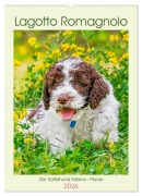 Cover-Bild zum Titel 'Lagotto Romagnolo - Der Trüffelhund Italiens - Planer (Wandkalender 2026 DIN A2 hoch), CALVENDO Monatskalender' von 'Sigrid Starick'