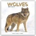Wolves - Wölfe 2025 - 16-Monatskalender - Avonside Publishing Ltd