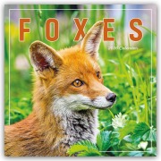 Cover-Bild zum Titel 'Foxes - Füchse 2026 - Wand-Kalender' von 'Carousel Calendar'