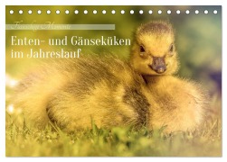 Cover-Bild zum Titel 'Flauschige Momente! Enten- und Gänseküken im Jahreslauf (Tischkalender 2026 DIN A5 quer), CALVENDO Monatskalender' von 'Burkhard Pook - pnmedia'