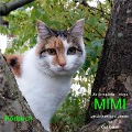 Cover-Bild zum Titel 'MIMI' von 'Olaf Krätke'