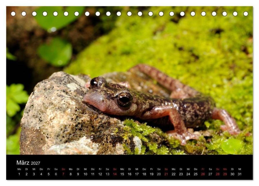 InsideView 5