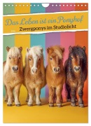 Cover-Bild zum Titel 'Das Leben ist ein Ponyhof - Zwergponys im Studiolicht (Wandkalender 2026 DIN A4 hoch), CALVENDO Monatskalender' von 'Mb Fotografie'