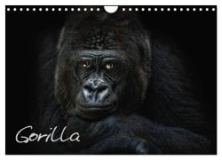 Cover-Bild zum Titel 'Gorilla (Wandkalender 2026 DIN A4 quer), CALVENDO Monatskalender' von 'Joachim Pinkawa Jo. PinX'