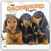 Cover-Bild zum Titel 'Dachshund Puppies - Dackel Welpen 2027 - 16-Monatskalender' von 'Browntrout Publishers'