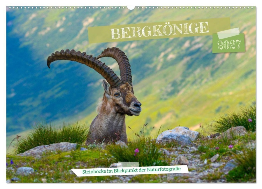Bergkönige - Steinböcke im Blickpunkt der Naturfotografie (Wandkalender 2027 DIN A2 quer), CALVENDO Monatskalender - Renaldo Caumont