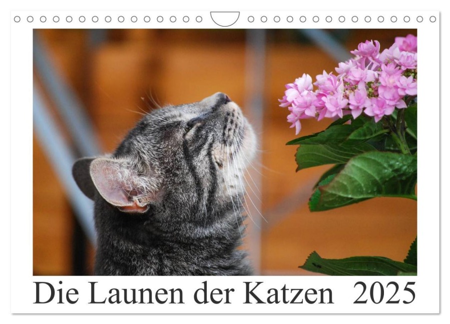 Die Launen der Katzen 2025 (Wandkalender 2025 DIN A4 quer), CALVENDO Monatskalender - Anna Kropf