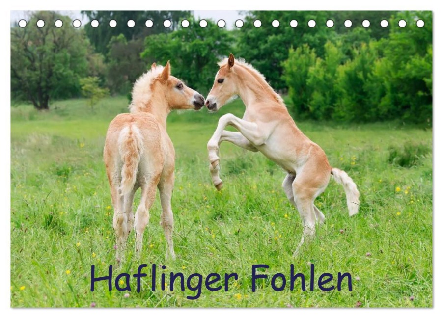 Haflinger Fohlen (Tischkalender 2026 DIN A5 quer), CALVENDO Monatskalender - Katho Menden