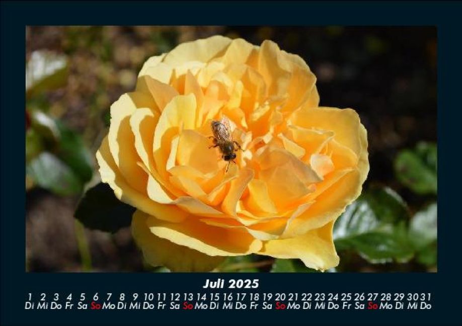 InsideView 11