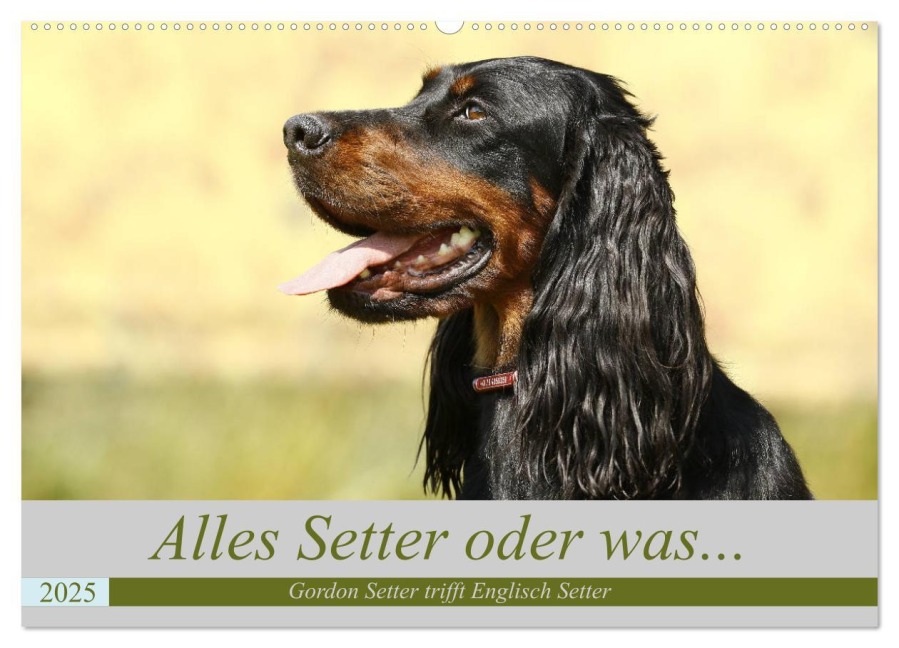 Alles Setter oder was (Wandkalender 2025 DIN A2 quer), CALVENDO Monatskalender - Hundefotografie Bea Müller